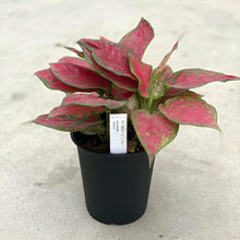 画像をギャラリービューアに読み込む, 【販売期間:5月28日まで】アグラオネマ・ビューティー 5号 1鉢