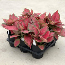 画像をギャラリービューアに読み込む, 【販売期間:5月28日まで】アグラオネマ・ビューティー 5号 1鉢