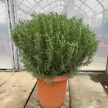 画像をギャラリービューアに読み込む, 【販売期間:7/16まで】一点もの!ふわふわのボリューム感!ローズマリー・セーラム 8号 1鉢