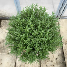 画像をギャラリービューアに読み込む, 【販売期間:7/16まで】一点もの!ふわふわのボリューム感!ローズマリー・セーラム 8号 1鉢