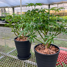 画像をギャラリービューアに読み込む, 【販売期間:5月3日まで】シェフレラ コンパクタ 1鉢