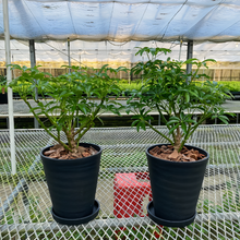 画像をギャラリービューアに読み込む, 【販売期間:5月3日まで】シェフレラ コンパクタ 1鉢