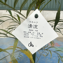 画像をギャラリービューアに読み込む, 【販売期間:5月14日まで】マホニア コンフサ セイリュウ(清流) 1鉢