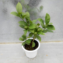 画像をギャラリービューアに読み込む, 【販売期間:6月11日まで】レモンの木 リスボン 5号 1鉢