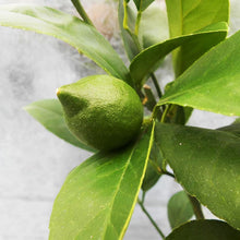 画像をギャラリービューアに読み込む, 【販売期間:6月11日まで】レモンの木 リスボン 5号 1鉢