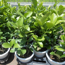 画像をギャラリービューアに読み込む, 【販売期間:6月11日まで】レモンの木 リスボン 5号 1鉢