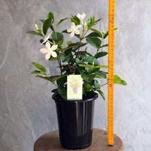 画像をギャラリービューアに読み込む, 【販売期間:6月11日まで】セイロンライティア 1鉢