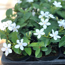 画像をギャラリービューアに読み込む, 【販売期間:6月11日まで】セイロンライティア 1鉢