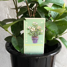 画像をギャラリービューアに読み込む, 【販売期間:6月11日まで】セイロンライティア 1鉢