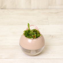 画像をギャラリービューアに読み込む, 【販売期間:6月25日まで】アクアコロン 食虫植物 ハエトリソウ 3号 1鉢