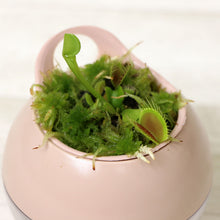 画像をギャラリービューアに読み込む, 【販売期間:6月25日まで】アクアコロン 食虫植物 ハエトリソウ 3号 1鉢