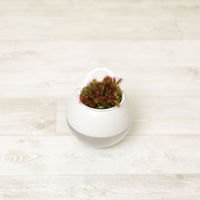 画像をギャラリービューアに読み込む, 【販売期間:7月2日まで】アクアコロン 食虫植物 モウセンゴケ 3号 1鉢