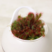 画像をギャラリービューアに読み込む, 【販売期間:7月2日まで】アクアコロン 食虫植物 モウセンゴケ 3号 1鉢