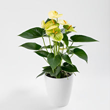 画像をギャラリービューアに読み込む, 【販売期間:6月25日まで】アンスリウム・バニラ 6号 1鉢