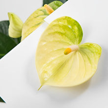 画像をギャラリービューアに読み込む, 【販売期間:6月25日まで】アンスリウム・バニラ 6号 1鉢