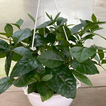 画像をギャラリービューアに読み込む, 【販売期間:7月31日まで】茶蘭(チャラン) 吊鉢 6号 1鉢