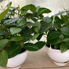 画像をギャラリービューアに読み込む, 【販売期間:7月31日まで】茶蘭(チャラン) 吊鉢 6号 1鉢