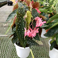 画像をギャラリービューアに読み込む, 【販売期間:6月18日まで】木立ちベゴニア ナガレボシ 6号 1鉢