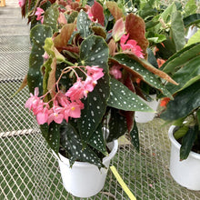 画像をギャラリービューアに読み込む, 【販売期間:6月18日まで】木立ちベゴニア ナガレボシ 6号 1鉢