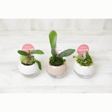 画像をギャラリービューアに読み込む, 【底面給水鉢で育てる】アクアコロン コウモリランシリーズ 3号 1鉢(3種から1種をお届け!)