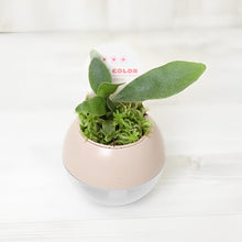 画像をギャラリービューアに読み込む, 【底面給水鉢で育てる】アクアコロン コウモリランシリーズ 3号 1鉢(3種から1種をお届け!)