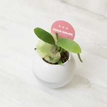 画像をギャラリービューアに読み込む, 【底面給水鉢で育てる】アクアコロン コウモリランシリーズ 3号 1鉢(3種から1種をお届け!)