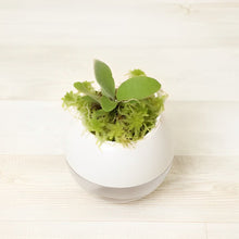 画像をギャラリービューアに読み込む, 【底面給水鉢で育てる】アクアコロン コウモリランシリーズ 3号 1鉢(3種から1種をお届け!)