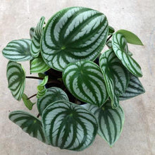 画像をギャラリービューアに読み込む, ペペロミア・サンデルシー(スイカペペ) 1鉢 5号