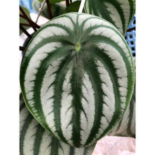 画像をギャラリービューアに読み込む, ペペロミア・サンデルシー(スイカペペ) 1鉢 5号