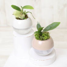 画像をギャラリービューアに読み込む, 【底面給水鉢で育てる】アクアコロン コウモリランシリーズ 3号 1鉢(3種から1種をお届け!)