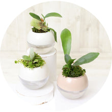 画像をギャラリービューアに読み込む, 【底面給水鉢で育てる】アクアコロン コウモリランシリーズ 3号 1鉢(3種から1種をお届け!)