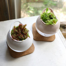 画像をギャラリービューアに読み込む, 【販売期間:6月25日まで】アクアコロン 食虫植物 ハエトリソウ 3号 1鉢