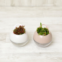 画像をギャラリービューアに読み込む, 【販売期間:7月2日まで】アクアコロン 食虫植物 モウセンゴケ 3号 1鉢