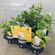 画像をギャラリービューアに読み込む, フルーツフレーバーハーブ 3.5号 3鉢セット【クール便でお届け】