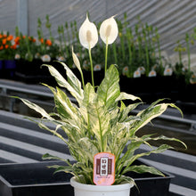 画像をギャラリービューアに読み込む, 【販売期間:7月16日まで】スパティフィラム イセヒメ 1鉢