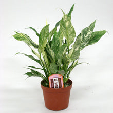 画像をギャラリービューアに読み込む, 【販売期間:7月16日まで】スパティフィラム イセヒメ 1鉢