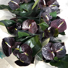 画像をギャラリービューアに読み込む, 【販売期間:7月16日まで】アンスリウム センプレ 5号