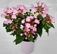 画像をギャラリービューアに読み込む, 【予約商品:9/8以降お届け】ニオイザクラ COCO(ココ) 5号 1鉢