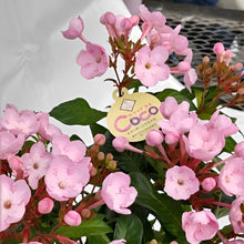 画像をギャラリービューアに読み込む, 【予約商品:9/8以降お届け】ニオイザクラ COCO(ココ) 5号 1鉢