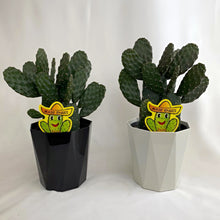 画像をギャラリービューアに読み込む, 【販売期間:7月30日まで】サボテン スミエボシ ブランチ 1鉢
