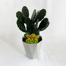 画像をギャラリービューアに読み込む, 【販売期間:7月30日まで】サボテン スミエボシ ブランチ 1鉢