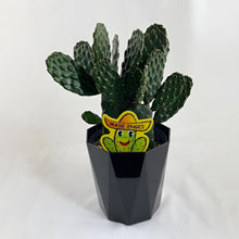 画像をギャラリービューアに読み込む, 【販売期間:7月30日まで】サボテン スミエボシ ブランチ 1鉢