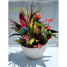 画像をギャラリービューアに読み込む, 【Enjoy!Greentime】観葉植物の寄せ植え 10号