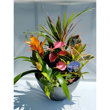 画像をギャラリービューアに読み込む, 【Enjoy!Greentime】観葉植物の寄せ植え 10号