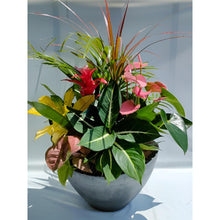 画像をギャラリービューアに読み込む, 【Enjoy!Greentime】観葉植物の寄せ植え 10号