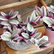 画像をギャラリービューアに読み込む, 【予約商品:12/8以降発送】トラディスカンチア・ナヌーク 白プラ鉢 2鉢 2.5号