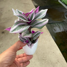 画像をギャラリービューアに読み込む, 【予約商品:12/8以降発送】トラディスカンチア・ナヌーク 白プラ鉢 2鉢 2.5号