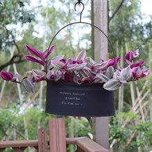 画像をギャラリービューアに読み込む, 【予約商品:12/8以降発送】トラディスカンチア・ナヌーク 白プラ鉢 2鉢 2.5号