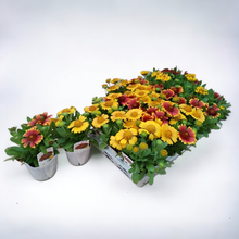 画像をギャラリービューアに読み込む, 【予約商品:10/27発送】ガイラルディア・ガスト 3ポットセット