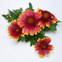 画像をギャラリービューアに読み込む, 【予約商品:10/27発送】ガイラルディア・ガスト 3ポットセット